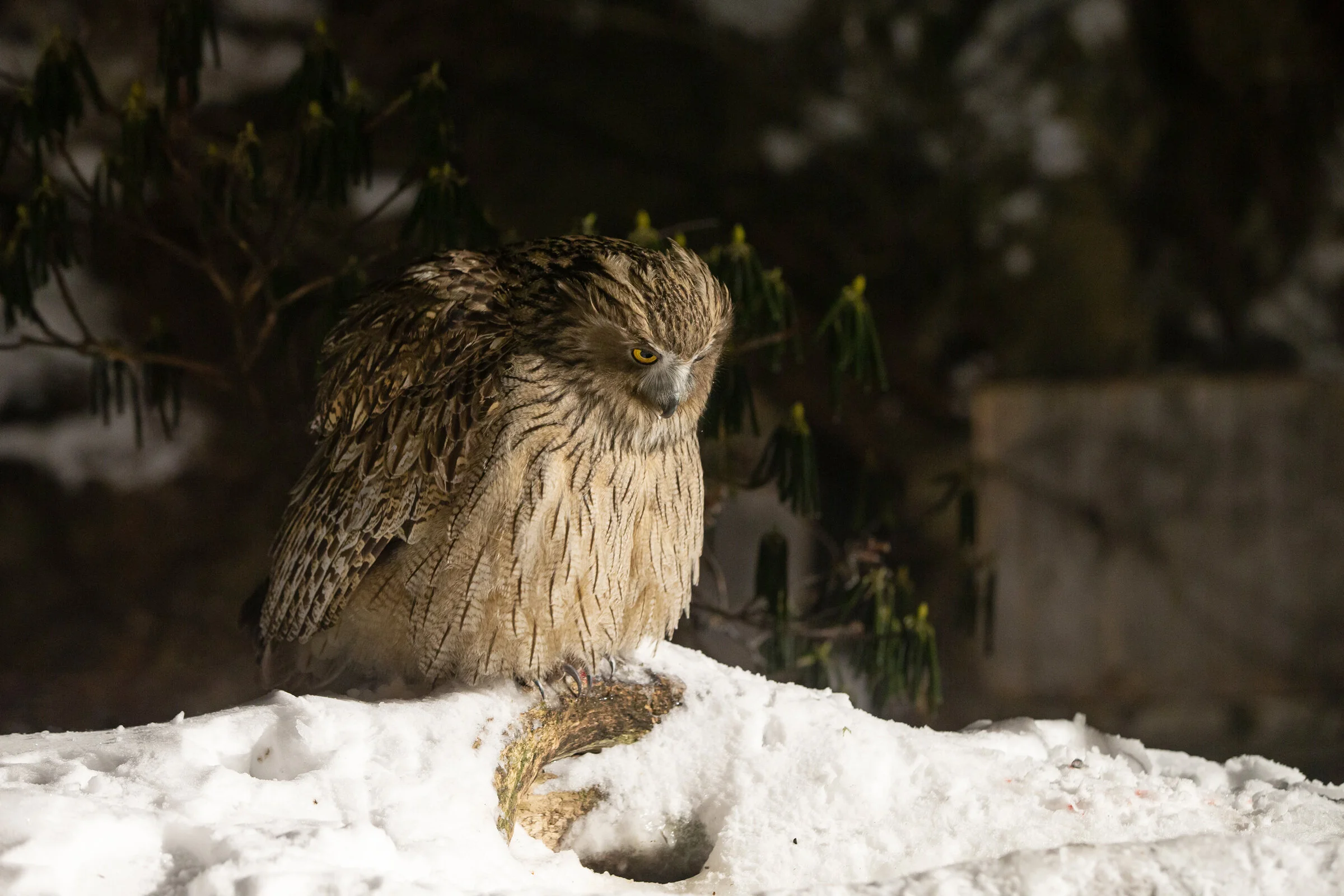 BLAKISTON'S FISH OWL, HOKKAIDO — Mike Watson Foto