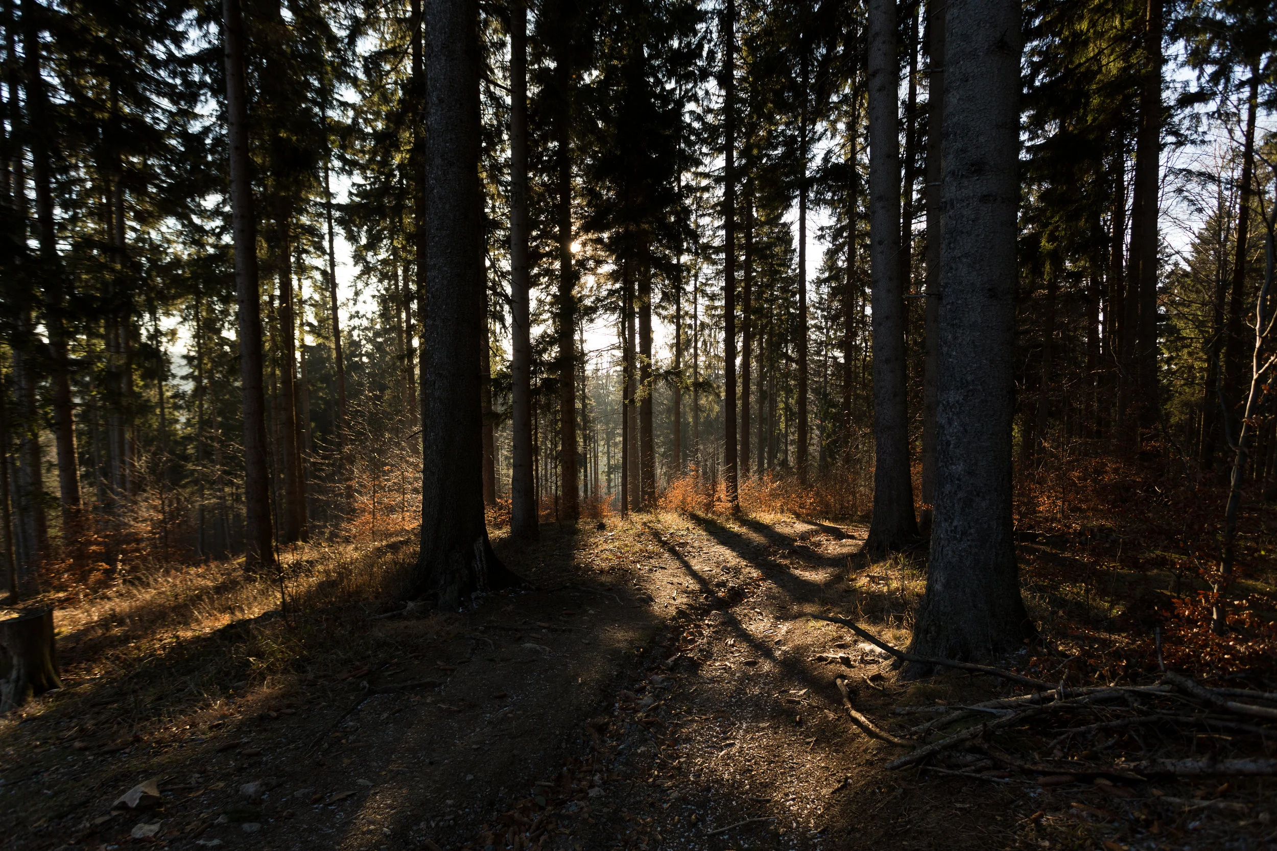 The peaceful forest above tunnel complex Osówka near Głuszyca in the Owl Mountains.