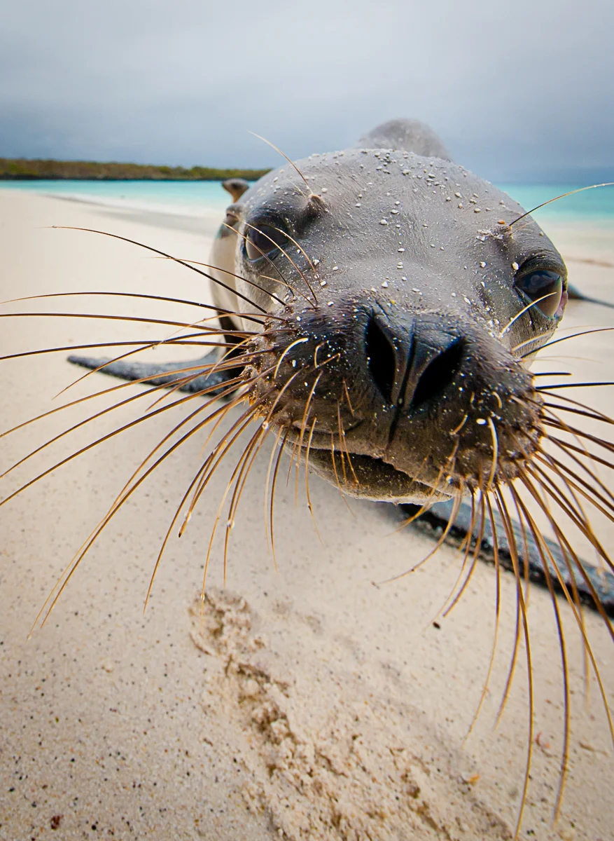 sea lion whisker face-1.jpg