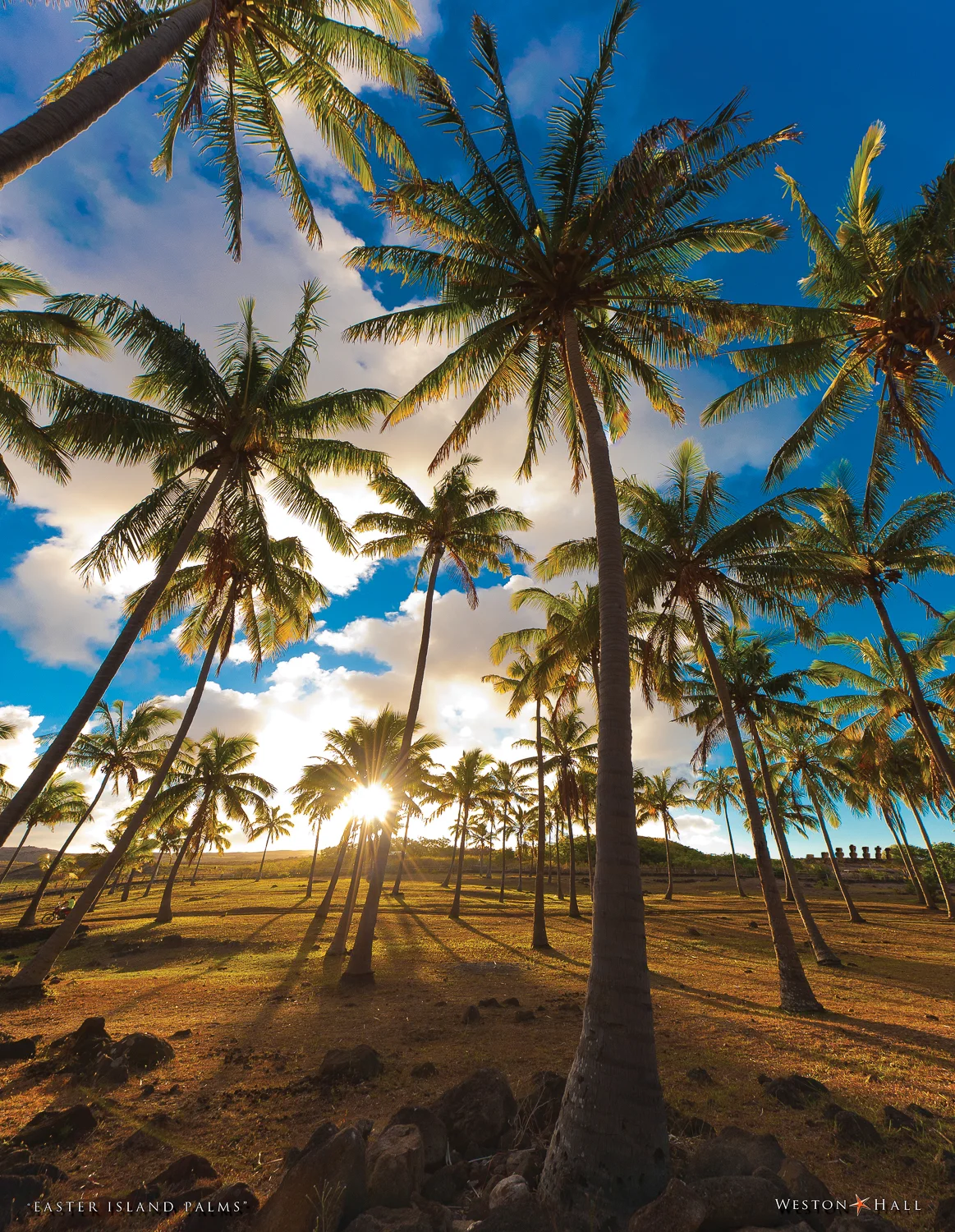 easter island palm trees-1.jpg