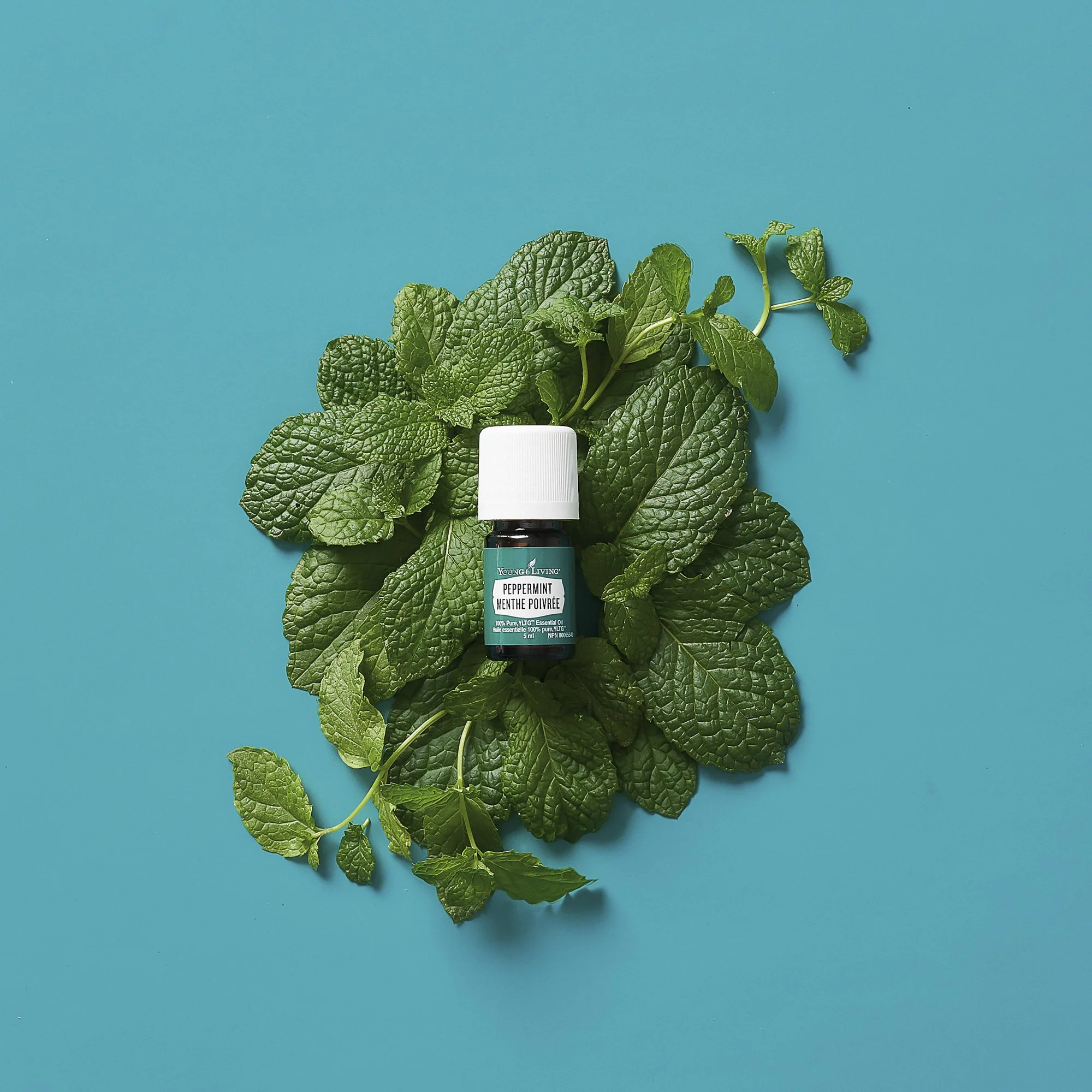 EnrollmentKits_OilKit_CA_Peppermint.jpg