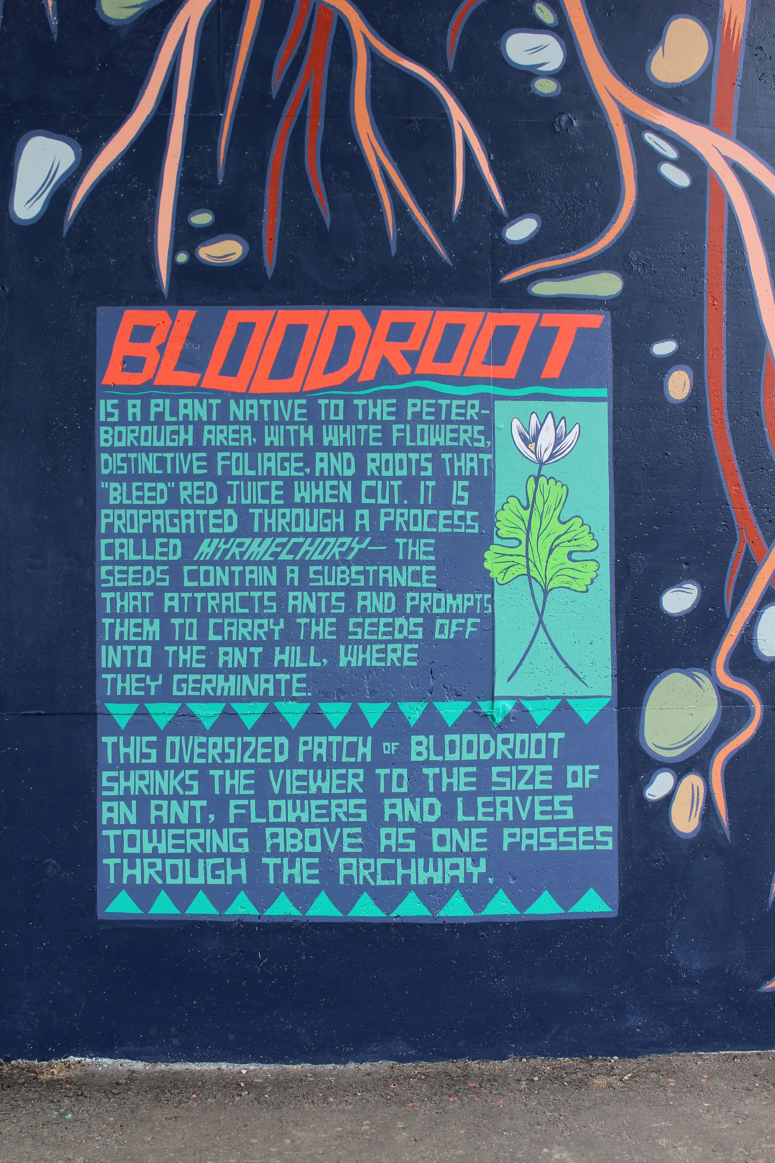 Bloodroot (detail)For City of Peterborough/Artspace PTBO // PETERBOROUGH, ON</p>
