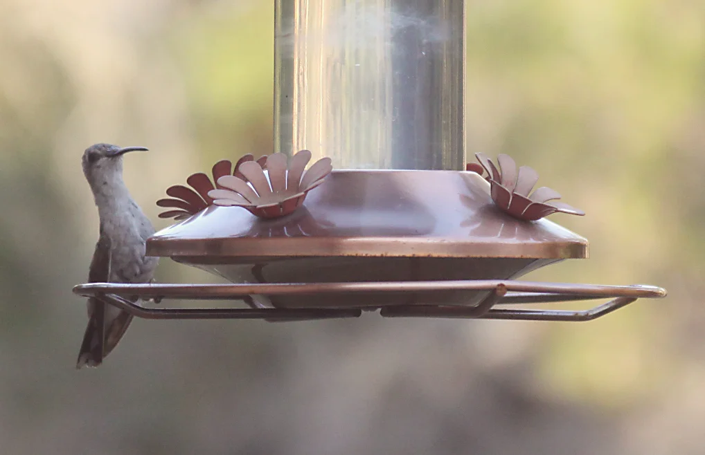hummingbird.jpg
