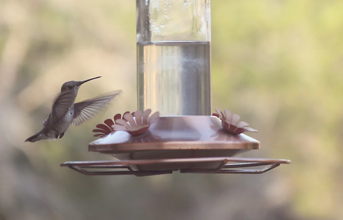 hummingbird.jpg