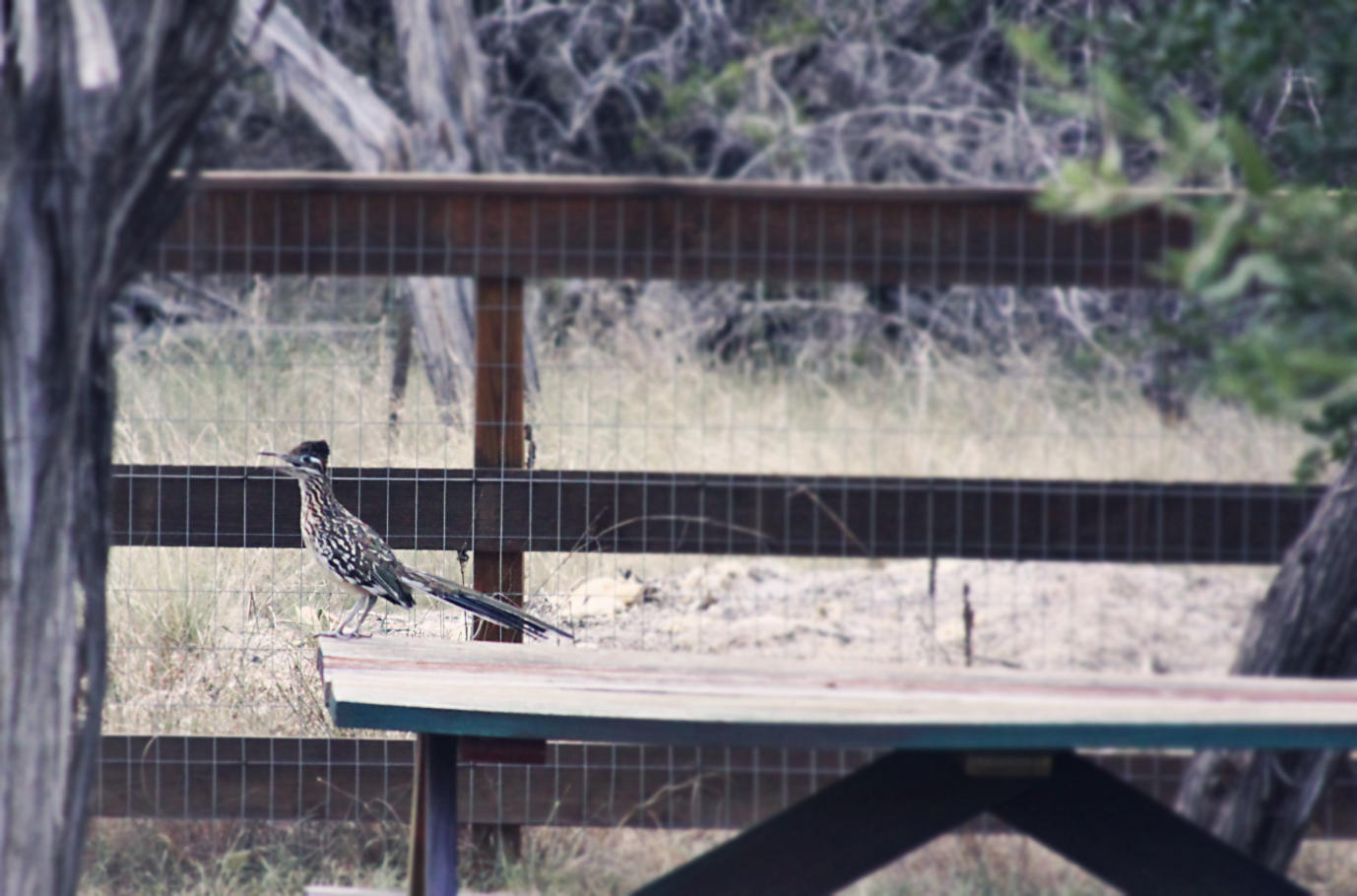 roadrunner.jpg