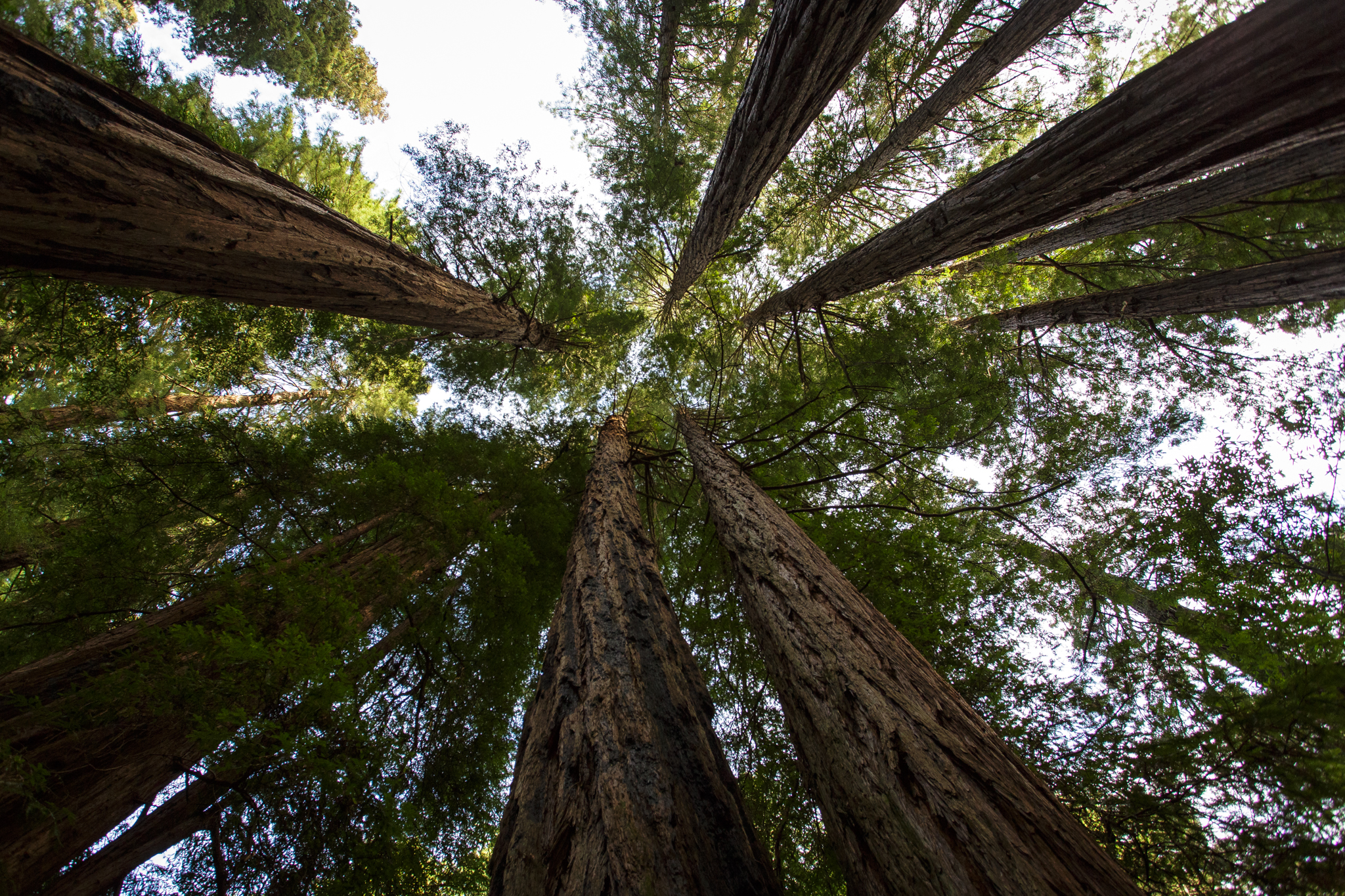 Redwood Canopy - Matthew Nichelson Photography