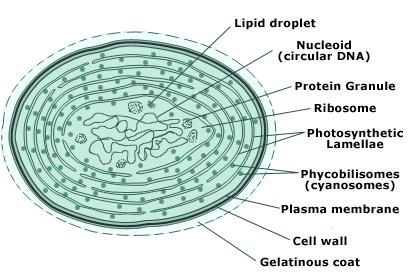 cyanobacteria-cell-structure.jpeg