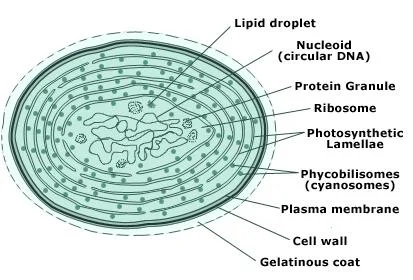 cyanobacteria-cell-structure.jpeg