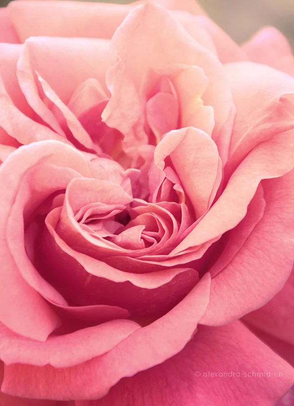 SWEET SCENT OF SUMMER