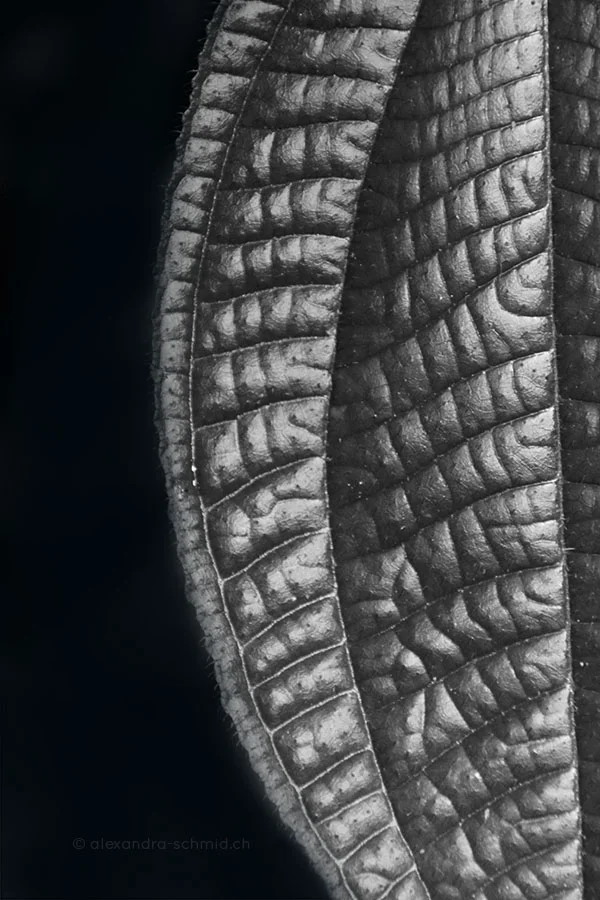 LEAF