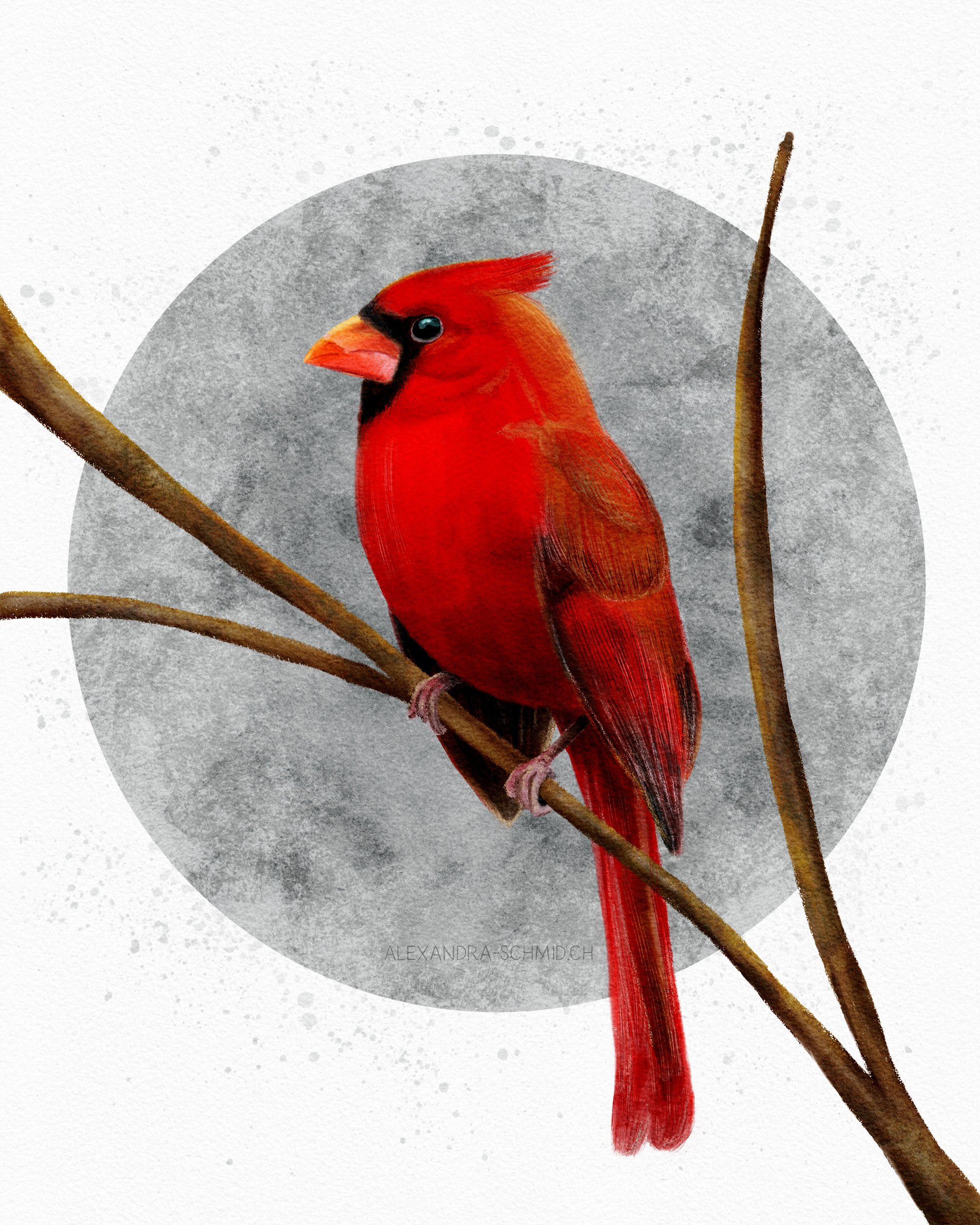 RED CARDINAL