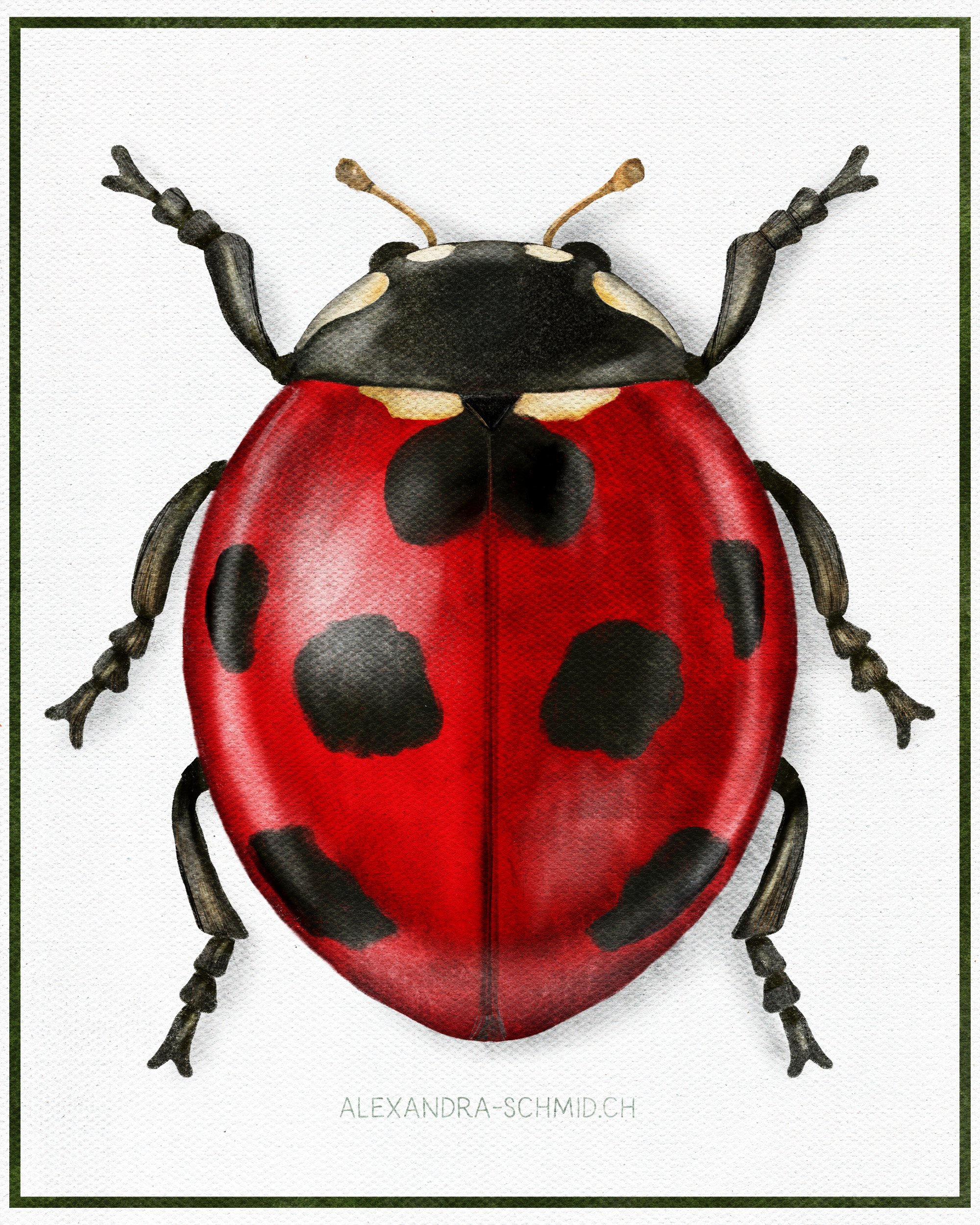 SEVEN-SPOT LADYBUG