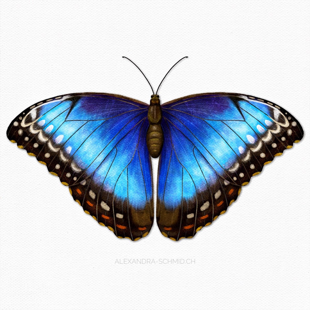 MORPHO PELEIDES