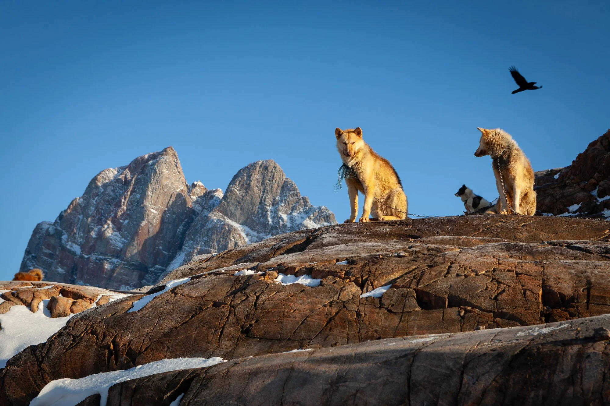 greenland_hesselwaalewijnphoto_2010-03_2231.jpg