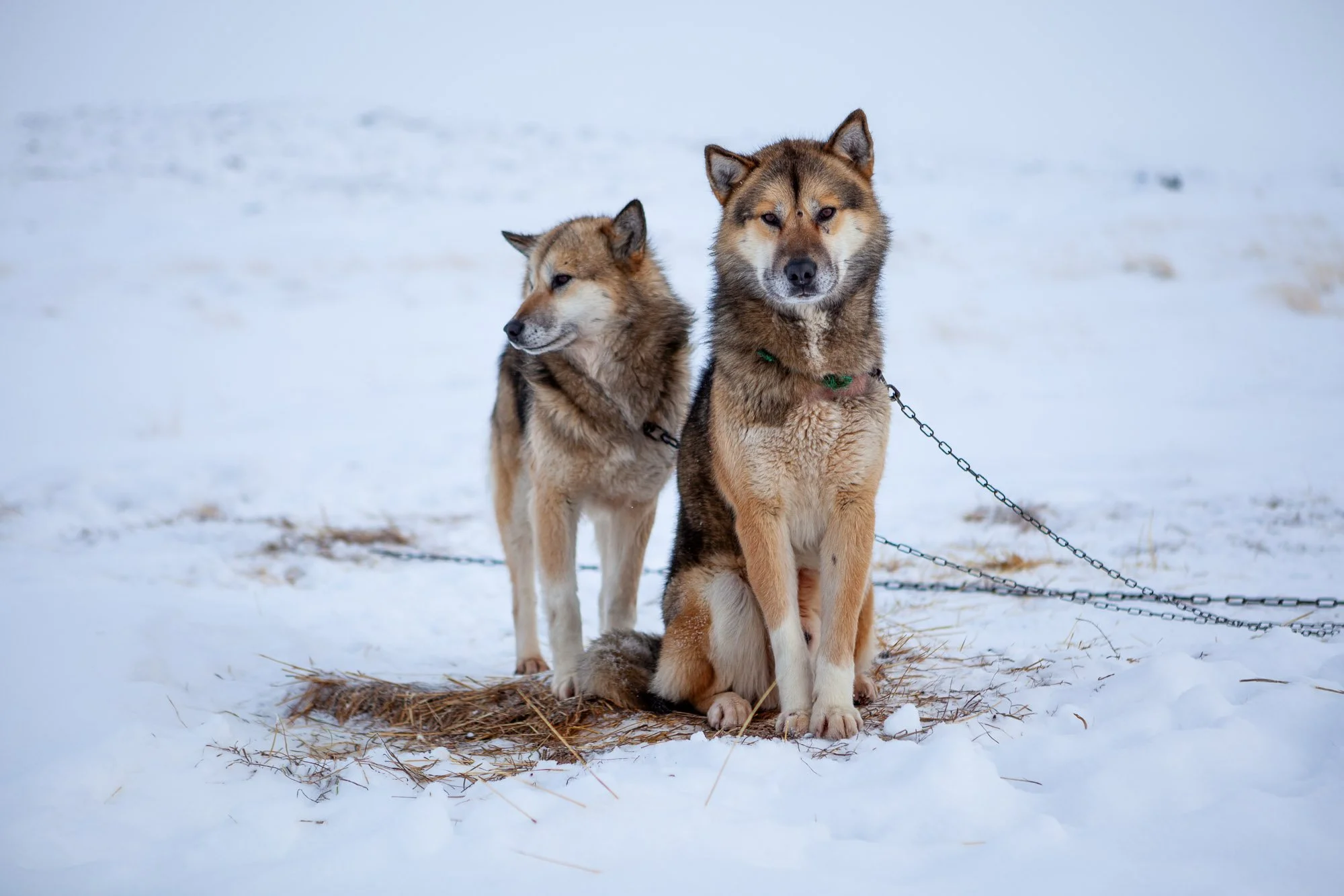 greenland_hesselwaalewijnphoto_2010-03_2928.jpg