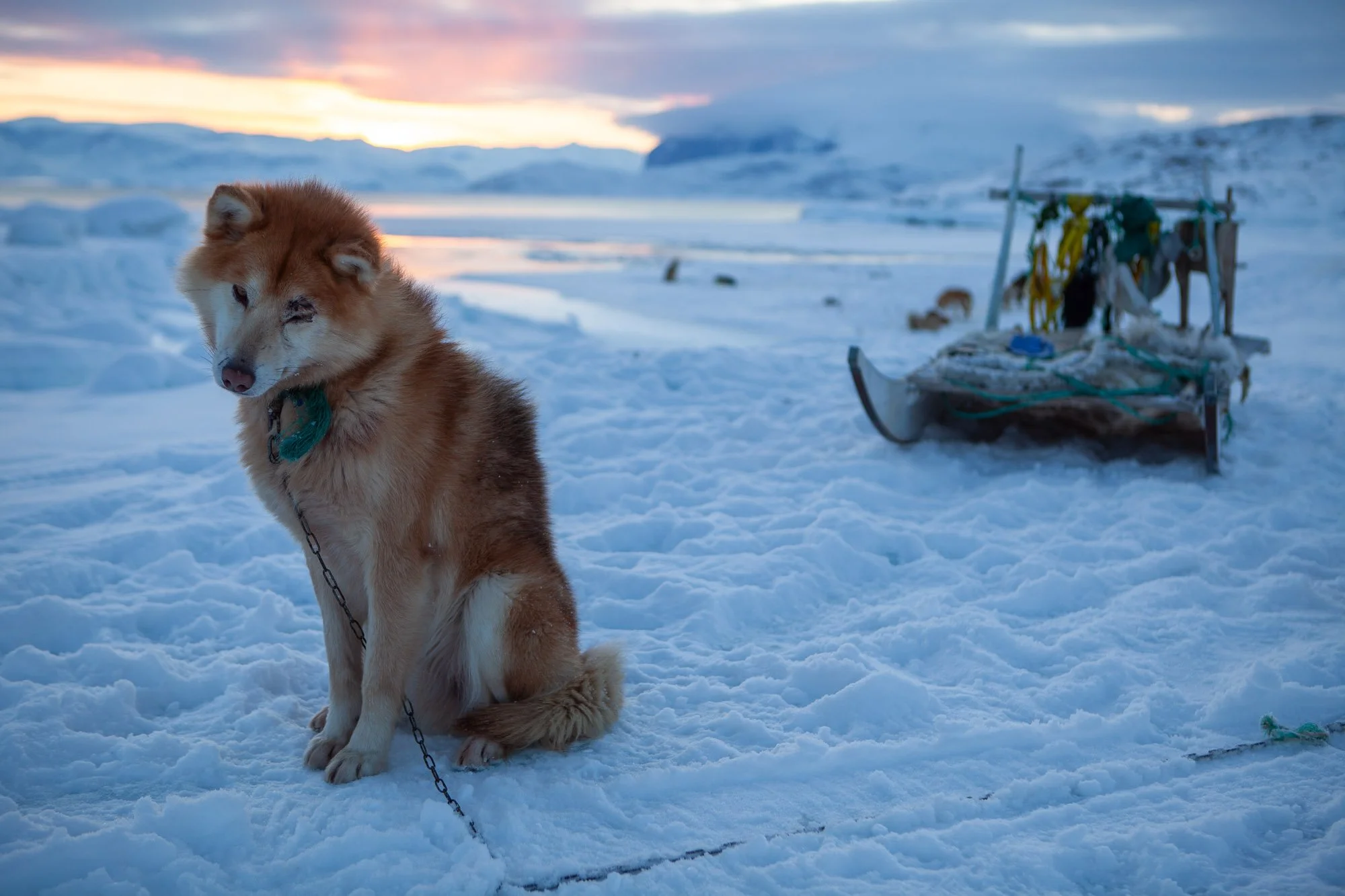 greenland_hesselwaalewijnphoto_2010-03_3224.jpg