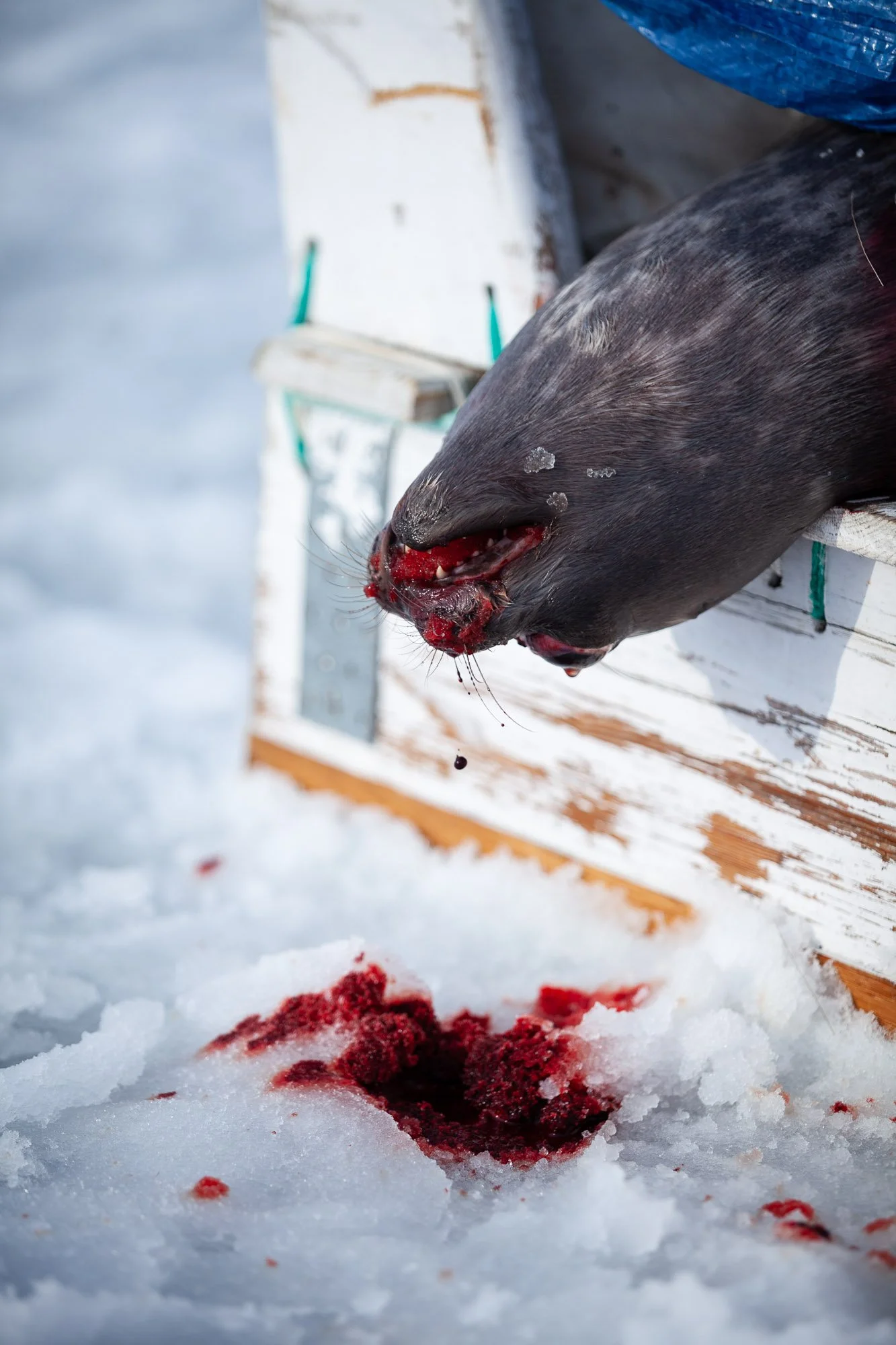greenland_hesselwaalewijnphoto_2011-04_3989.jpg