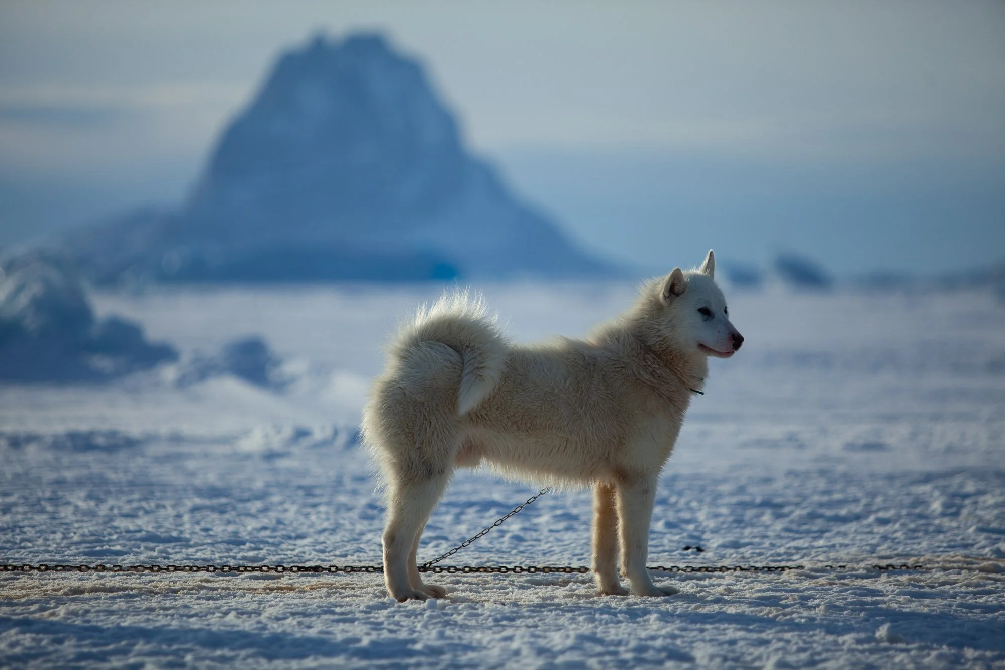 greenland_hesselwaalewijnphoto_2011-04_4264.jpg