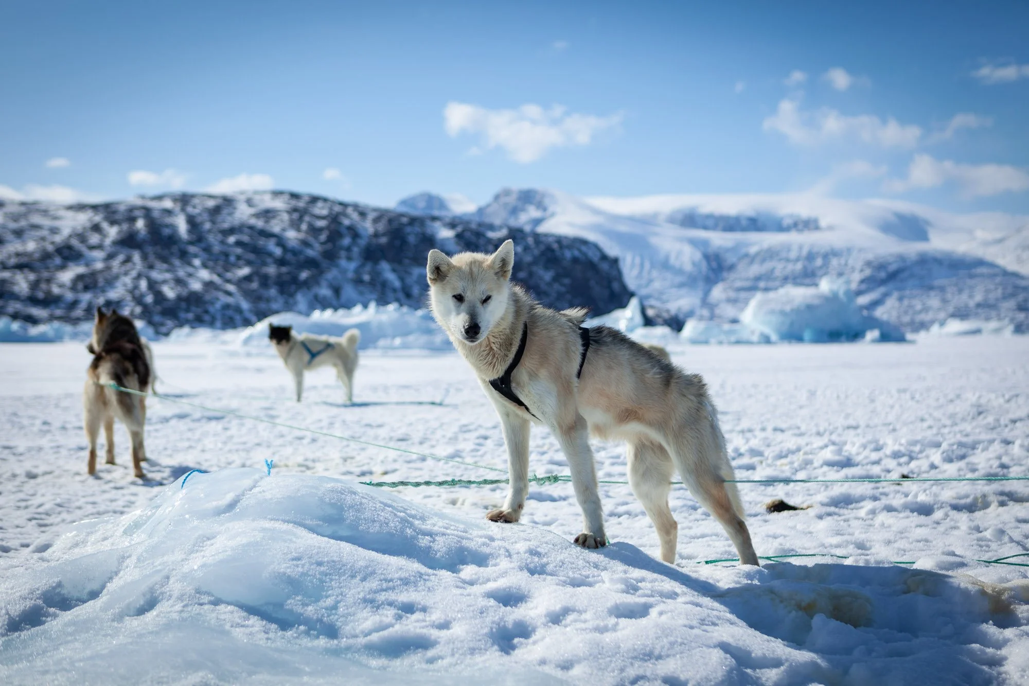 greenland_hesselwaalewijnphoto_2011-04_4615.jpg