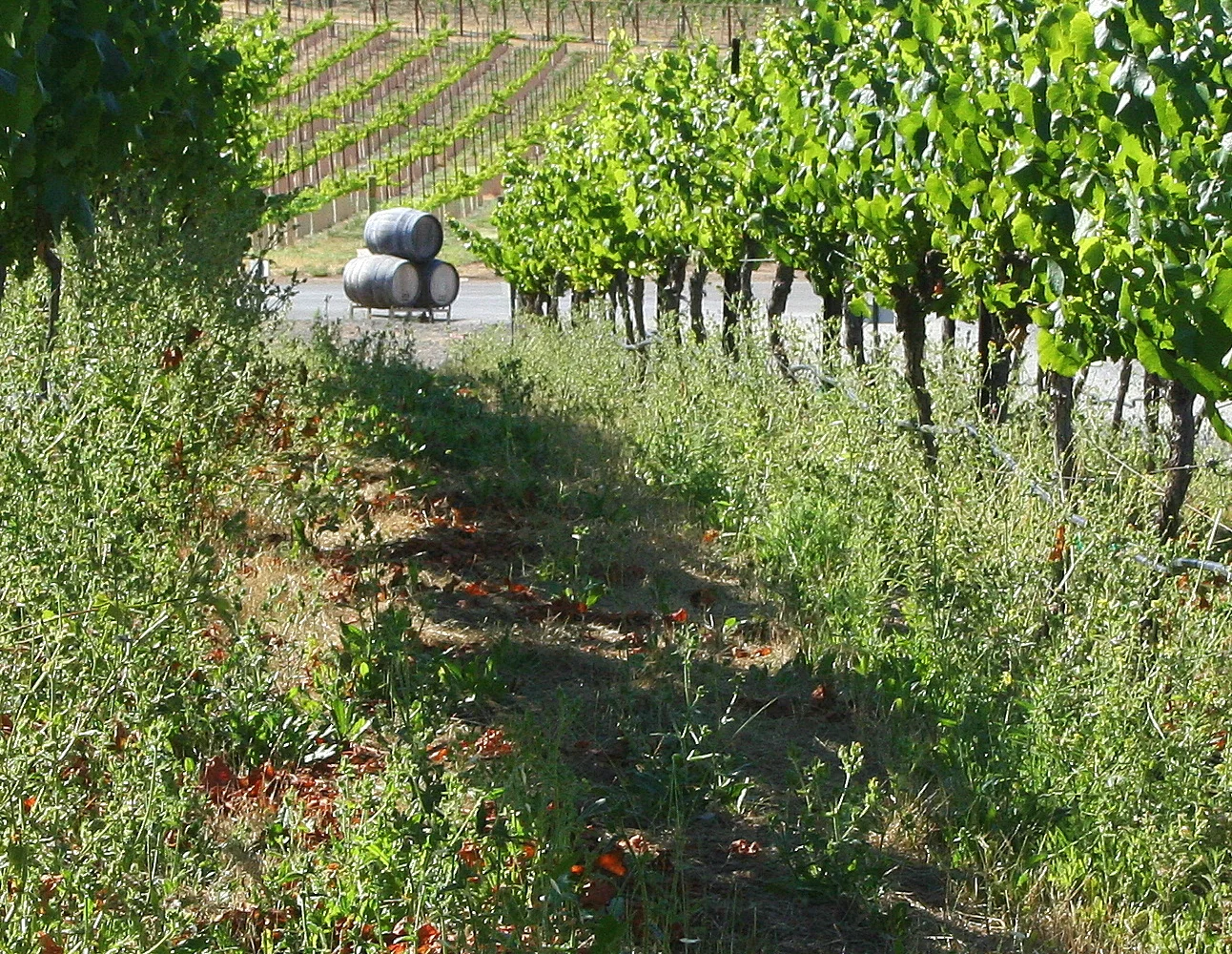 Livermore2010 104-1.jpg