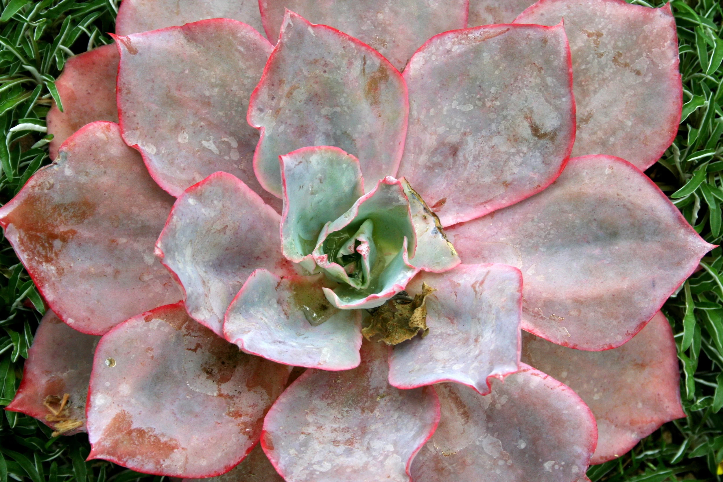 Getty 2010 118-1.jpg