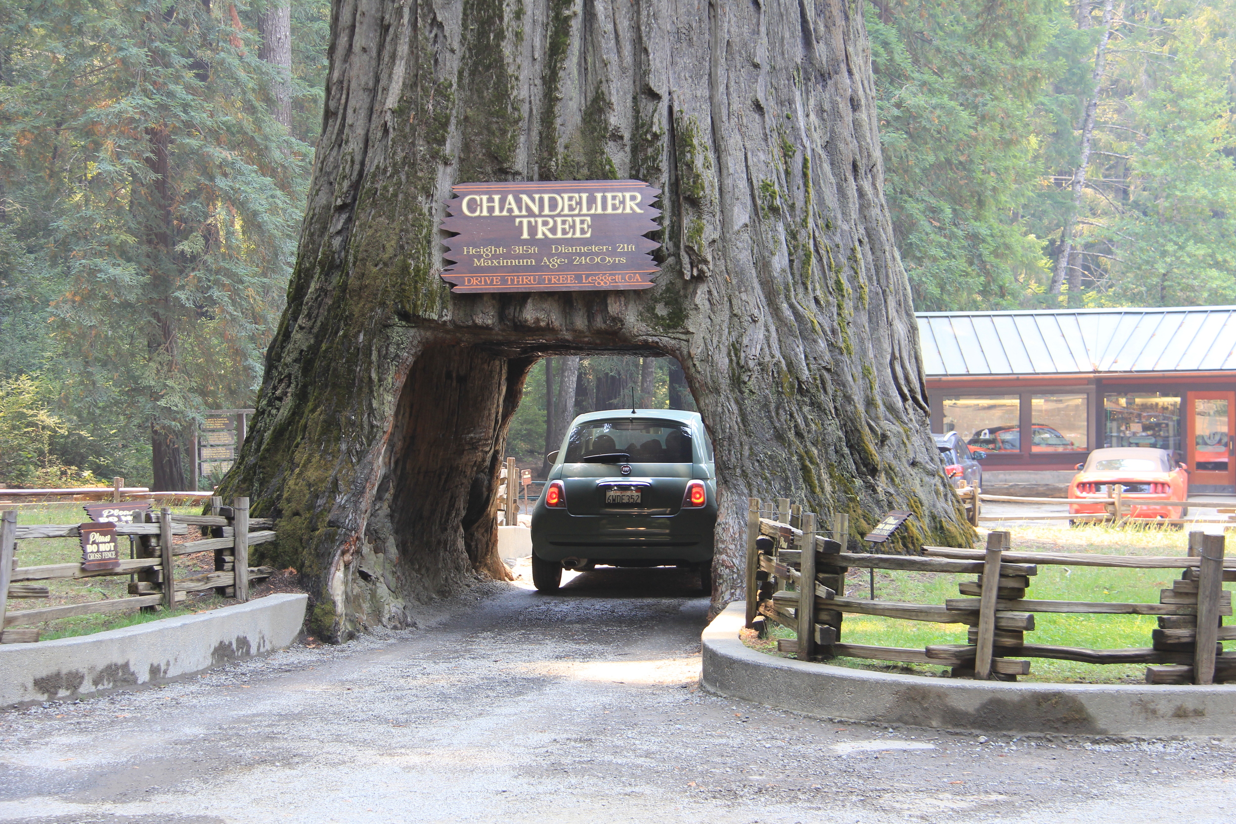 The Drive Thru Tree in Leggett, California, on the Redwood Highway