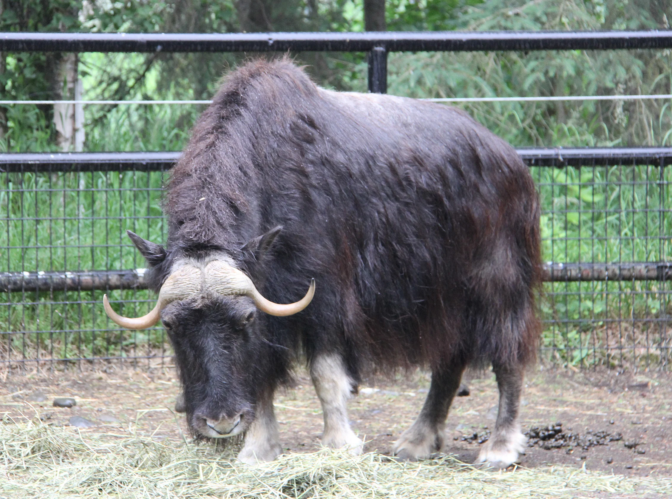 The mother Muskox