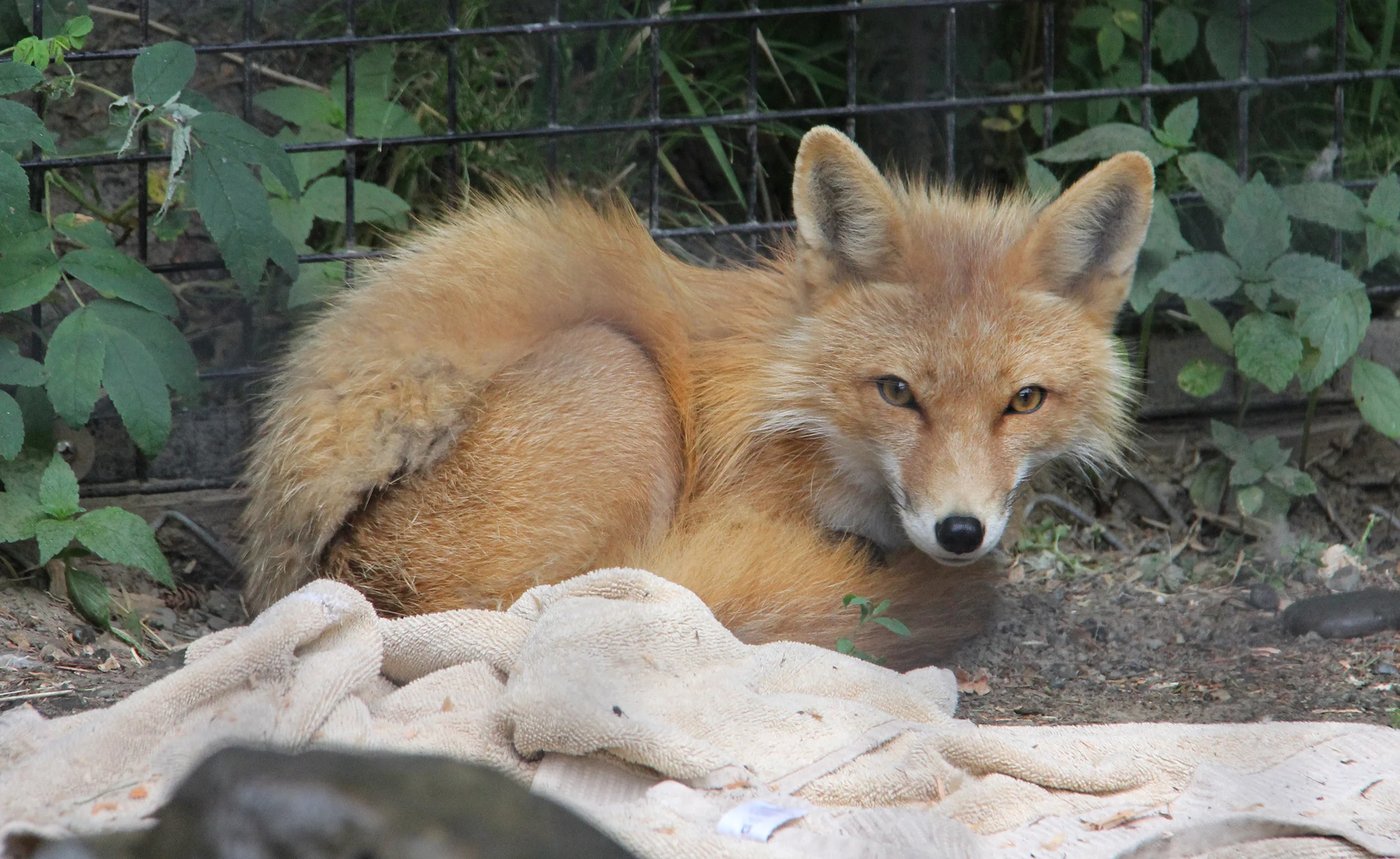 A Red Fox. So cute.