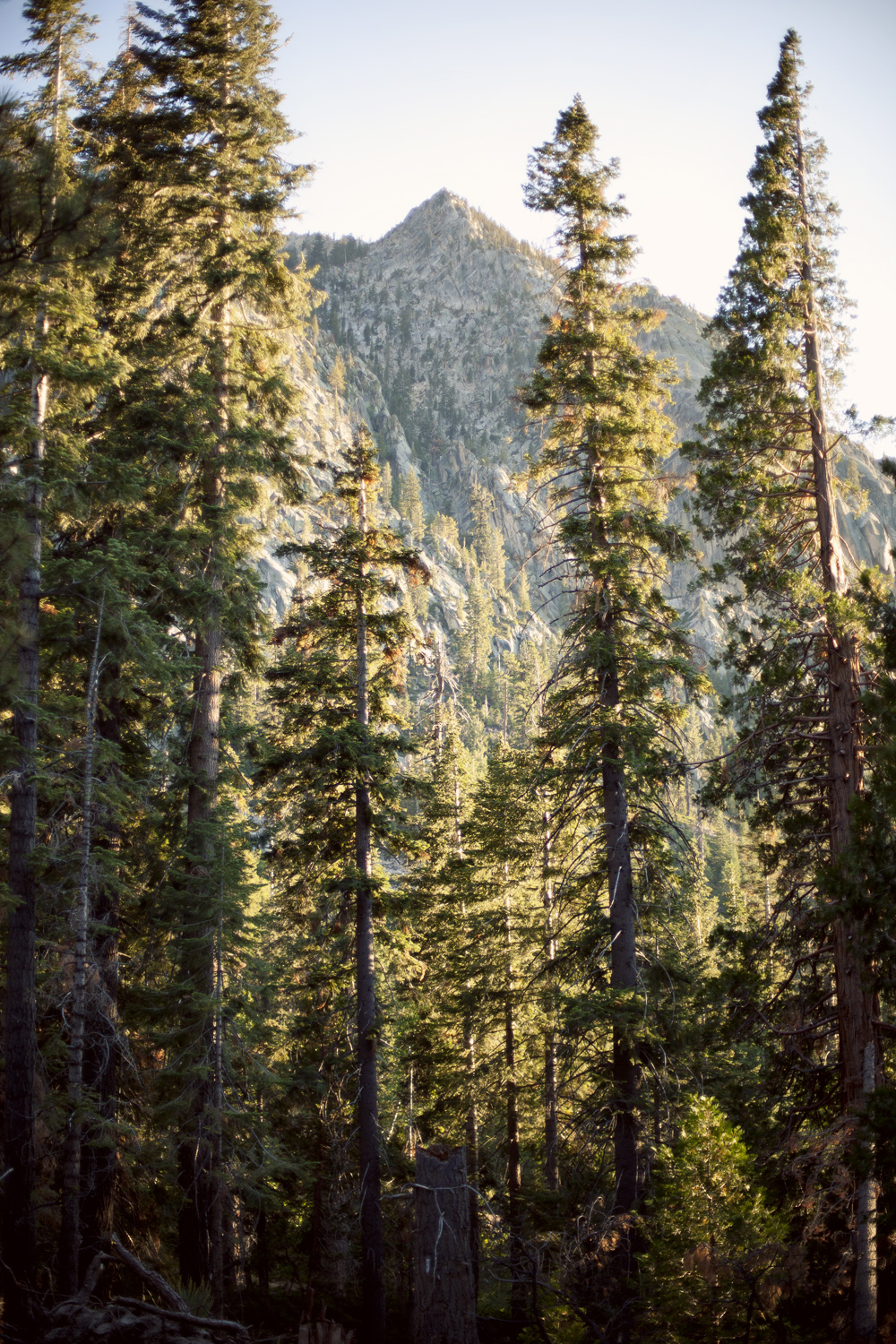 PinesandMountains_fotochoa.jpg