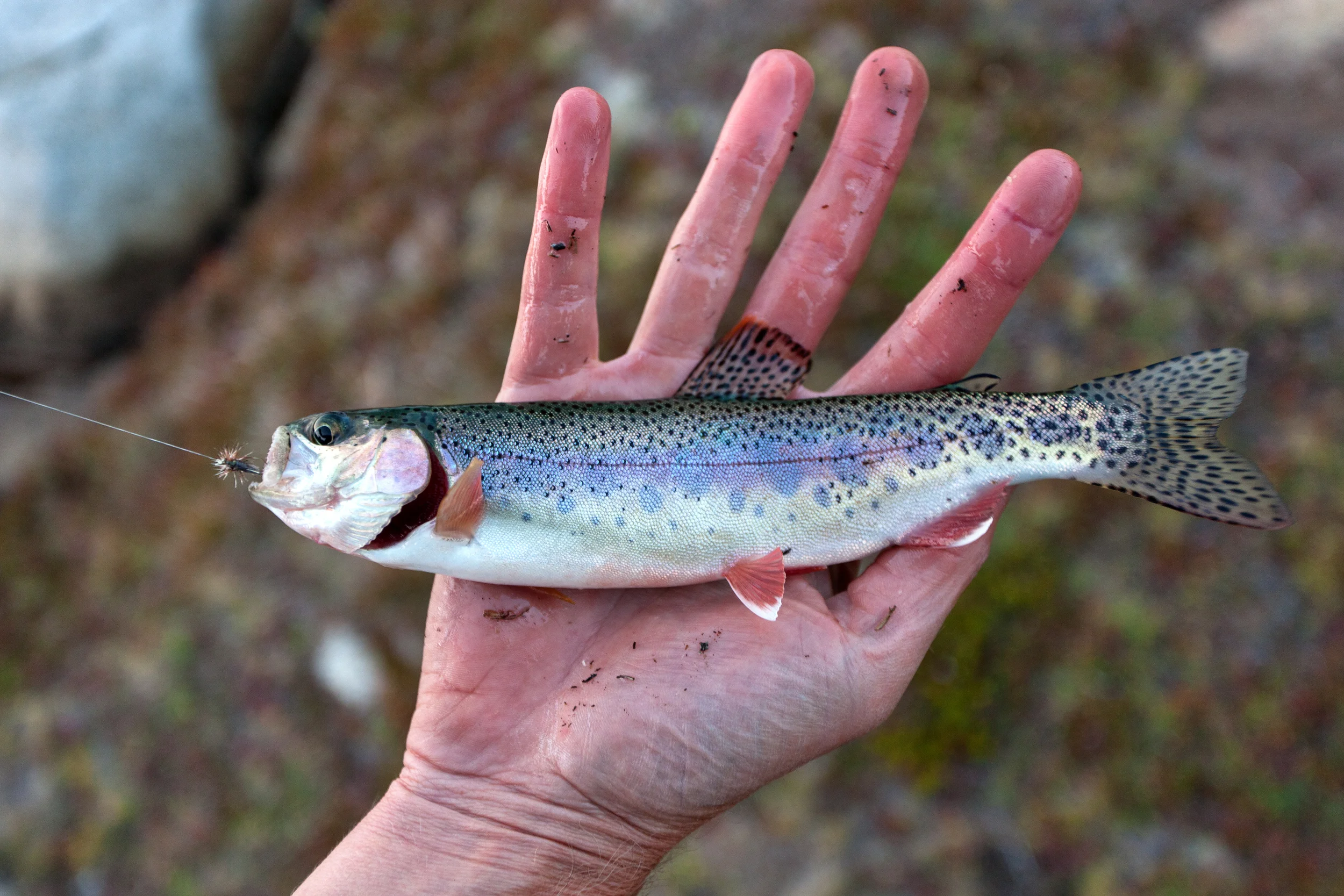 Golden Trout