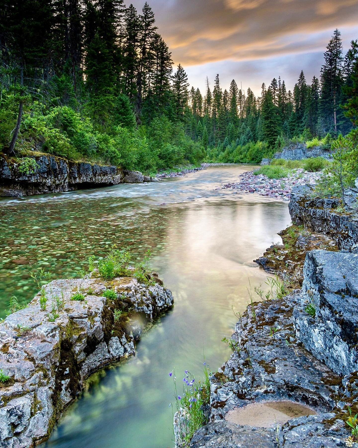 Pure unspoiled #wilderness deep in #montana on a rainy late summer evening. Thanks for taking me to your #hogholes @scottdevore 
.
.
.
#visitmontana #wildernessculture #canonr5 #flyfishing #keepitpublic #amazingplaces #wildriver #montanamoment