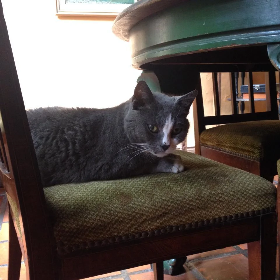 gatito.jpg