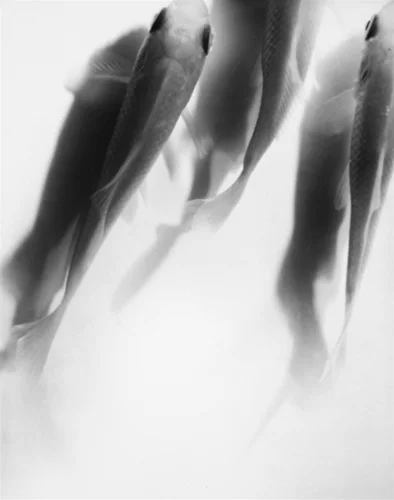 La chambre avec vue de Bertrand Hugues