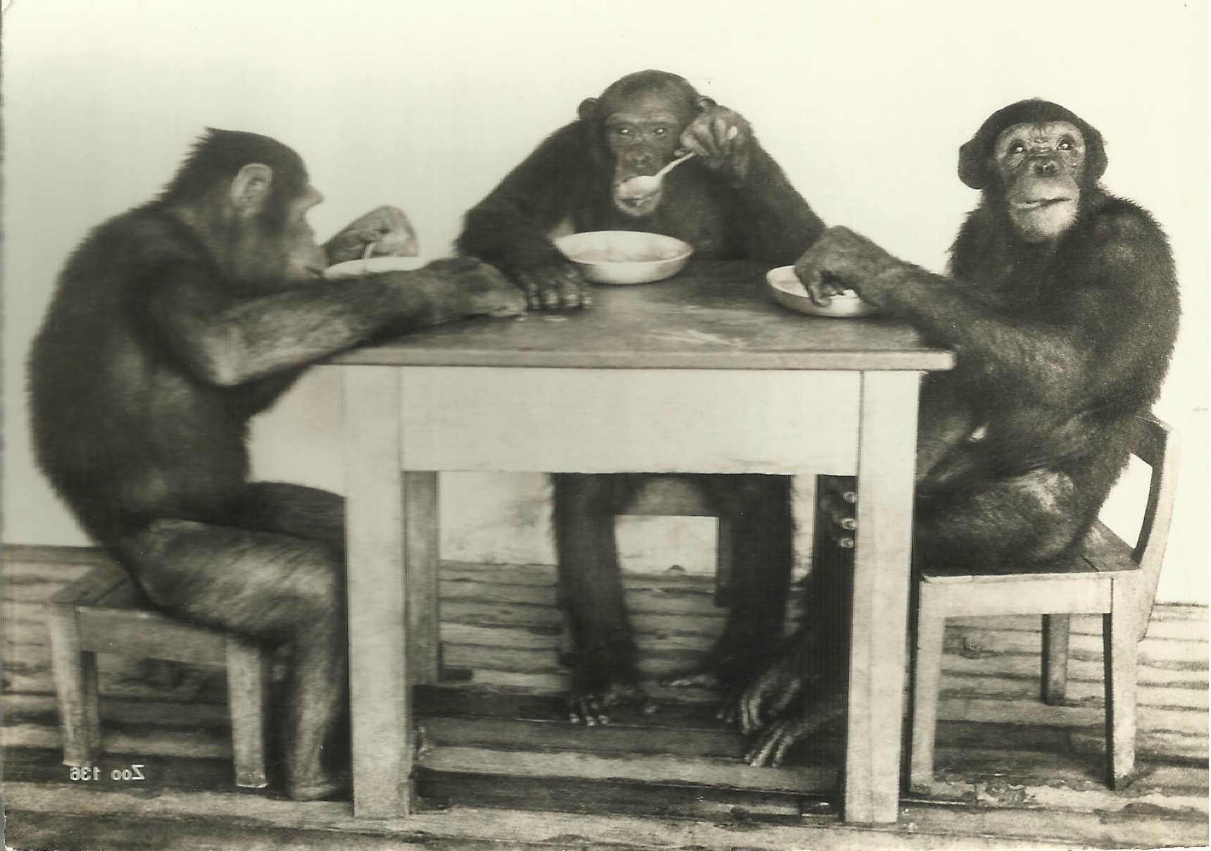 Le repas des chimpanzés au zoo de Zurich (Suisse). Coll. particulière.