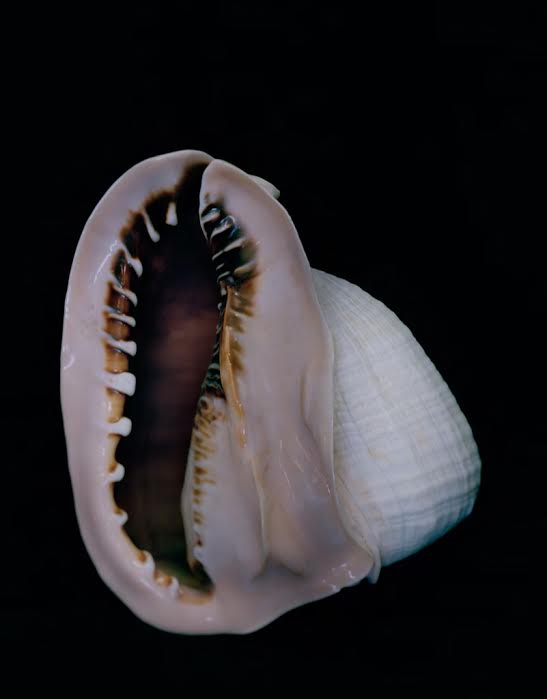  Esther Teichmann, Untitled from Fractal Scars, Salt water and Tears, 2014/2015 Courtesy of the artist & Galerie Les Filles du Calvaire, Paris
