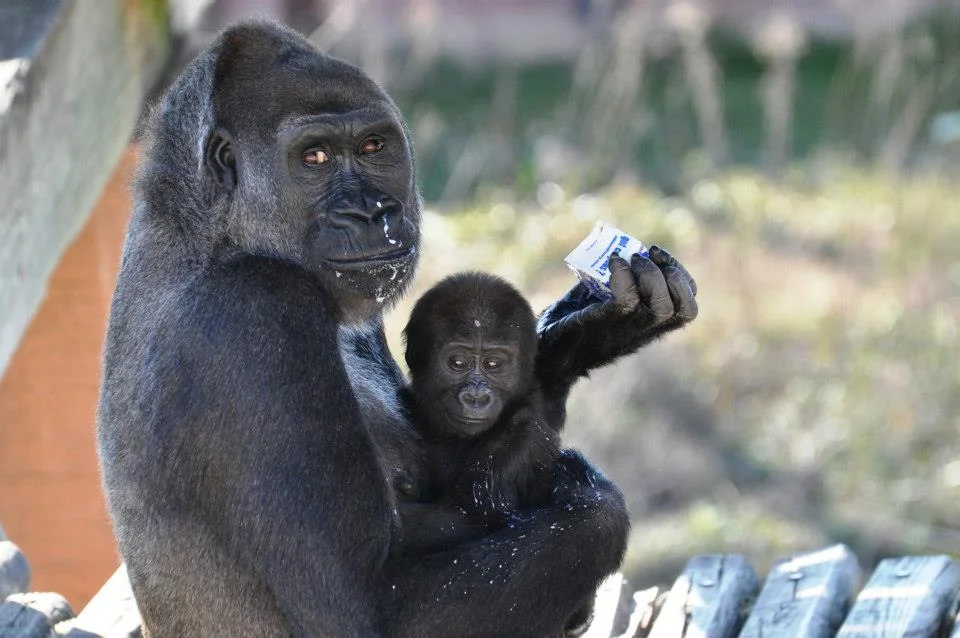 Les grands singes sont des hommes comme les autres