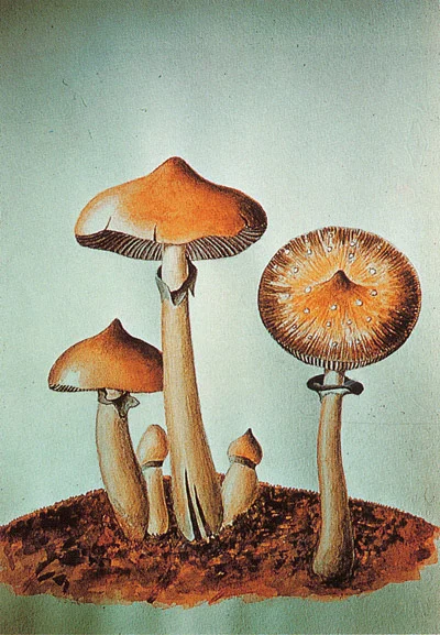 Hommage à Roger Heim, écologiste, mycologue et psychonaute