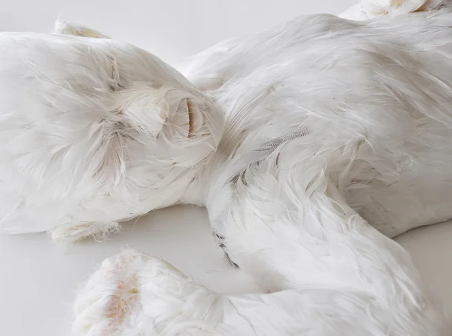 Lucy Glendinning : l'énigme des enfants-plume