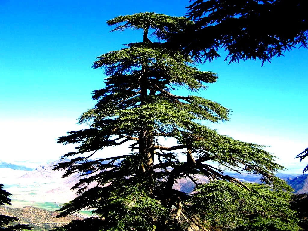 Maroc : la guerre du cèdre, un écocide impuni