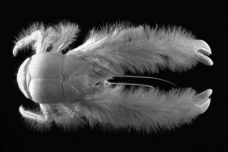 Galathée Yeti © Ifremer