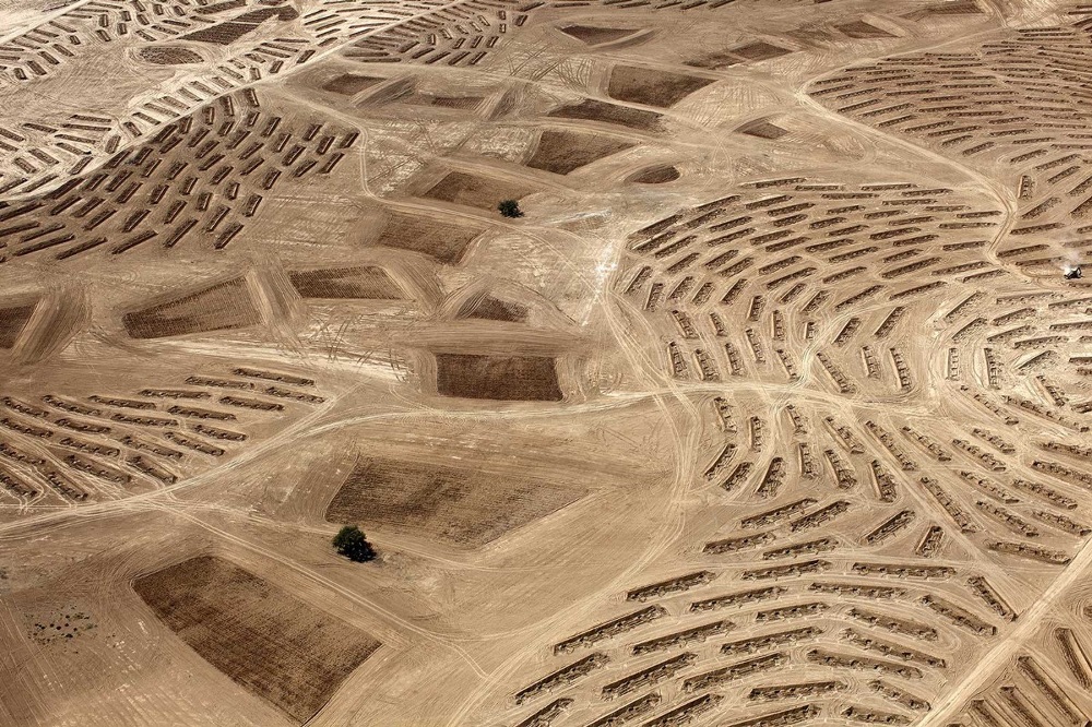 Fazal Sheikh, Desert Bloom