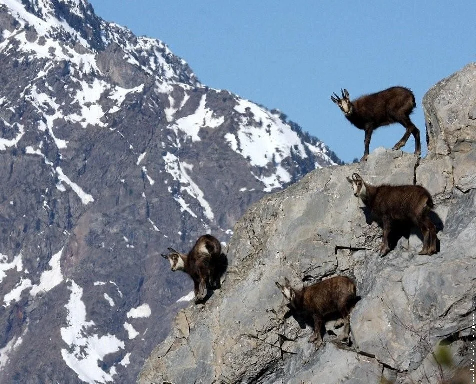 Le bonheur de l'alpinisme avec Erri de Luca, écrivain chamois