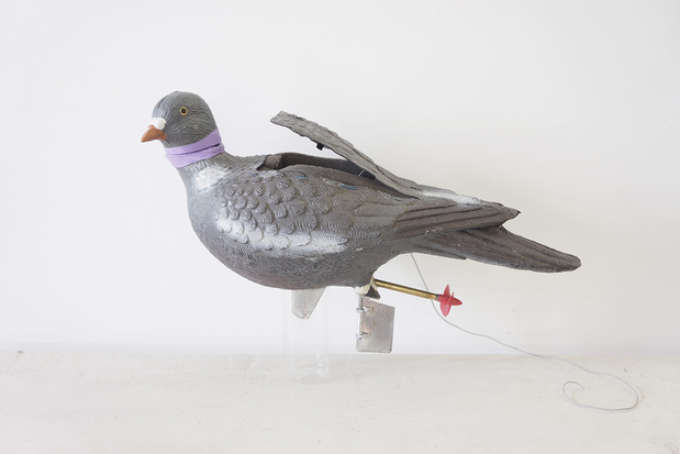 Bertrand Planes, Pigeon , 2014 Pigeon nageur radio-commandé