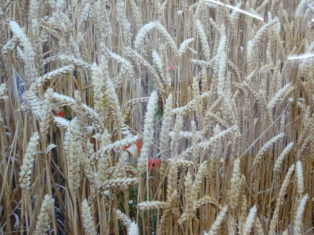 Hypernormandie, par Pierre Joseph