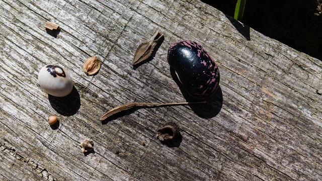  Haricot de la Révolution, panais, zinnias, haricot d'Espagne, salsifis, soucis, céleri rave, thym, betterave, radis.