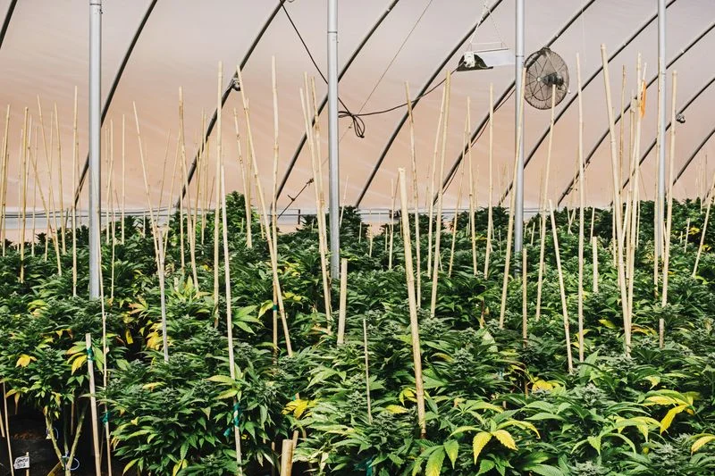 Vu depuis Denver, les bénéfices sociaux de la légalisation du cannabis