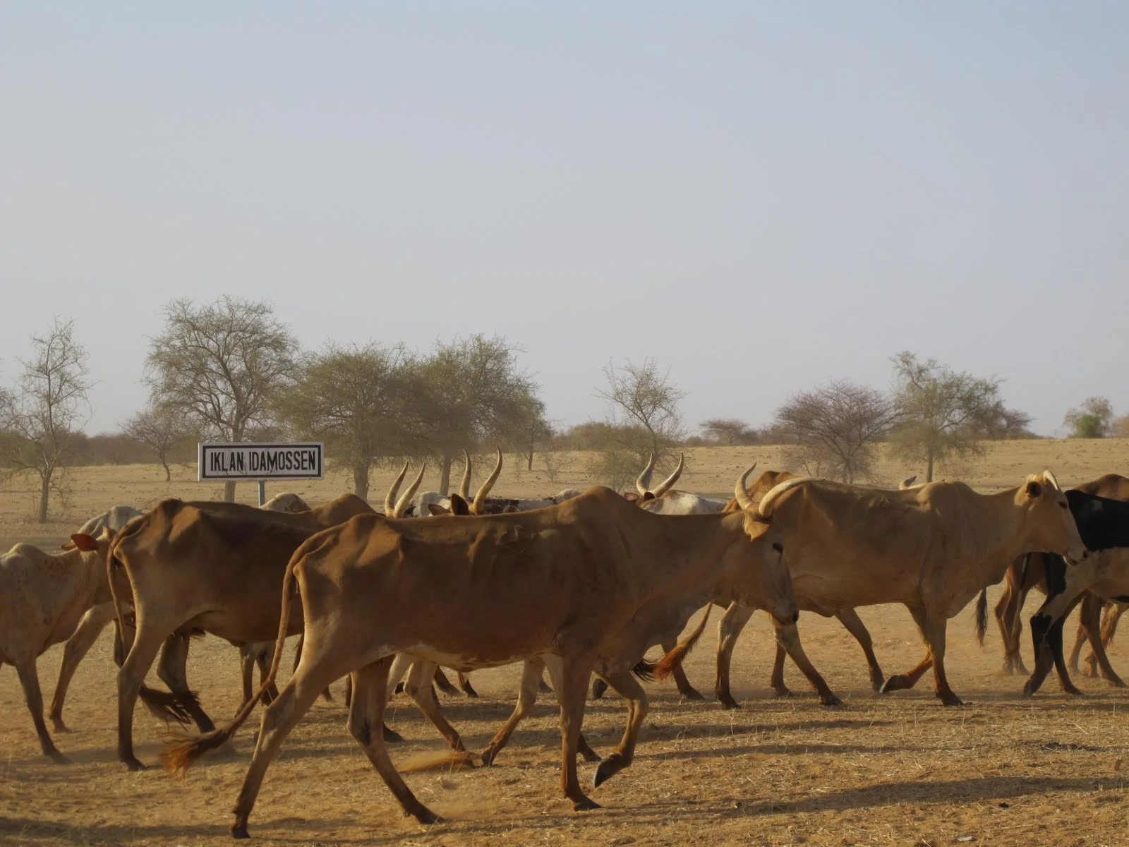Burkina Faso : comment l’arrivée du lait en poudre européen a ruiné les éleveurs peuls