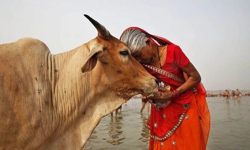 Inde : a-t-on le droit d'imposer aux autres d'être végétariens ? 