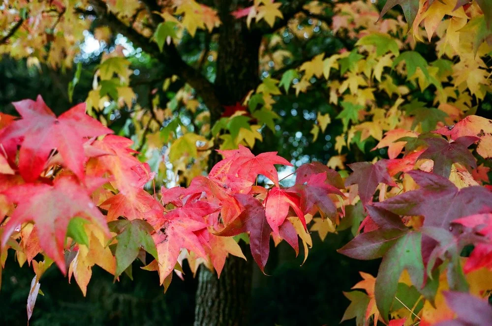 Short-Cuts 39, par Nina Rendulic