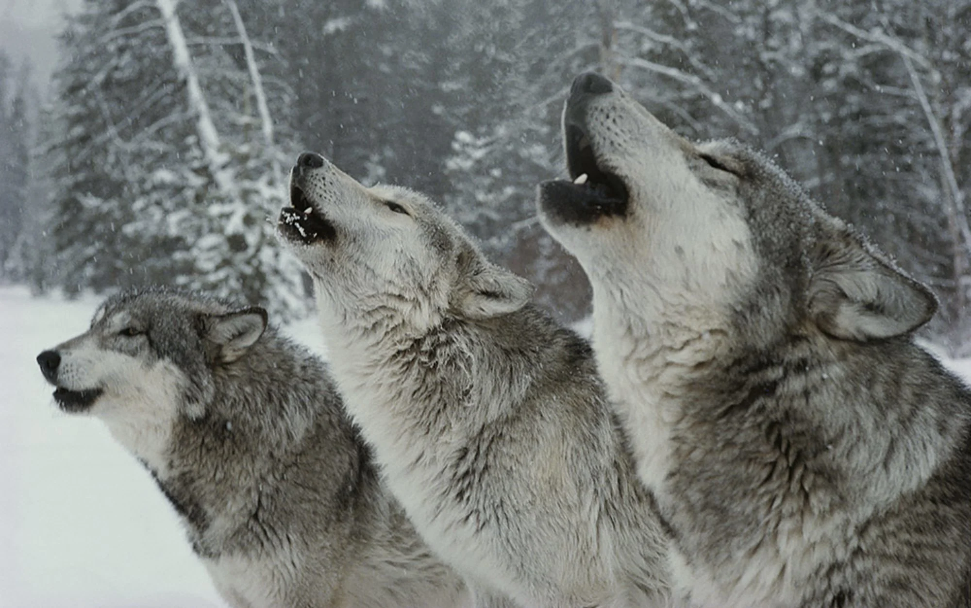 Comment les loups changent le cours des rivières, par George Monbiot